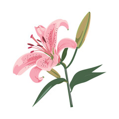 lily isolated on white background