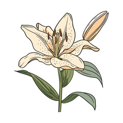 lily isolated on white background