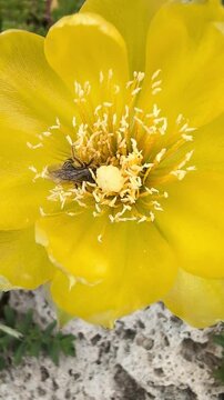 Une abeille entourant les &eacute;tamines d&rsquo;une belle fleur et collecte des grains de pollen.
