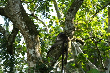 red colobus monkey sleeping on a tree in the nyabubale swamp in uganda