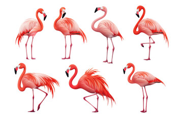 flamingos set of images isolated on transparent or white background, png