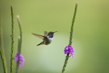 Volcano hummingbird (Selasphorus flammula) flying next to flower at a garden in costa rica