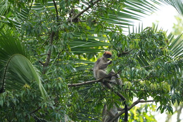 portrait of red colobus monkeys sitting among the trees in the nyabubale swamp in uganda