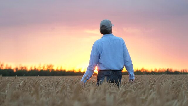 agriculture, wheat field, golden wheat farm field sunset, wheat field, business farm agriculture, agriculture, farmer ready devote life such important necessary cause growing wheat, close up face male