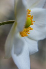close up of a white flower