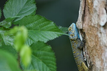 Blue-Headed Tree Agama on Bark: Jewel of the African Forest - portrait taken in Uganda