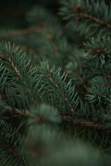 Pine tree needles, Christmas tree fir close-up