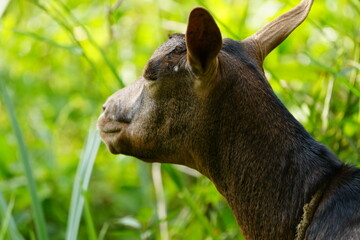 portrait of a goat, uganda