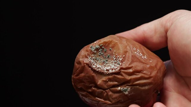 Rotten apples held in hand. Spoiled food with mold. Fruits in the trash.