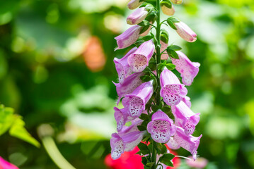 Beautiful flowers of digitalis purpurea, the foxglove or common foxglove, a toxic species of...