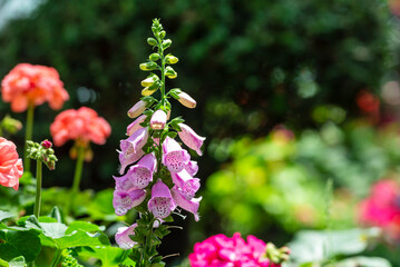 Beautiful flowers of digitalis purpurea, the foxglove or common foxglove, a toxic species of flowering plant in the plantain family.