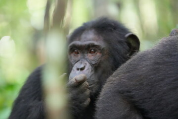 portrait of an older chimpanzee in the kibale national forest uganda