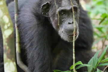 portrait of an older chimpanzee in the kibale national forest uganda