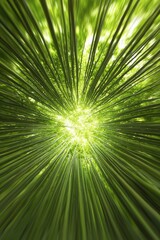 Obraz premium Radiant green light emerging through lush foliage nature abstract photography enchanted forest upward perspective natural beauty