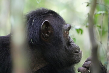 portrait of a chimpanzee picking its nose in the kibale national forest uganda, close up, headshot, wildlife and wilderness