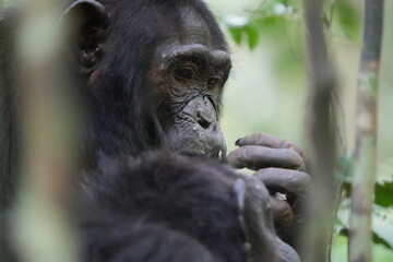 portrait of a chimpanzee picking its nose in the kibale national forest uganda, close up, headshot, wildlife and wilderness