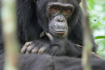portrait headshot of a male chimpanzee in the kibale national forest in uganda, human like, tourism, thinking expression