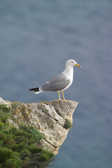 Fototapeta premium seagull on rock, yellow-legged gull (Larus michahellis) Mediterranean Herring Gull, Larus cachinnans, Punta Giglio, Porto Conte Park, Alghero (Sassari), Sardinia, Italy