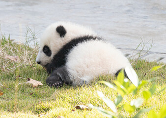 Close up Little Baby Panda, Chengdu, China