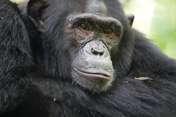 close up portrait of a chimpanzee in kibale national park uganda