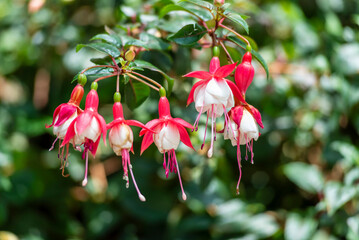 Selective focus of Fuchsia magellanica, beautiful flower in the garden. Hummingbird fuchsia or...