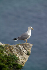 seagull on rock, yellow-legged gull (Larus michahellis) Mediterranean Herring Gull, Larus cachinnans, Punta Giglio, Porto Conte Park, Alghero (Sassari), Sardinia, Italy