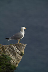 Naklejka premium seagull on rock, yellow-legged gull (Larus michahellis) Mediterranean Herring Gull, Larus cachinnans, Punta Giglio, Porto Conte Park, Alghero (Sassari), Sardinia, Italy