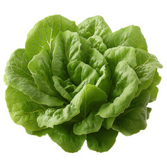 Fototapeta premium Head of romaine lettuce isolated on transparent background