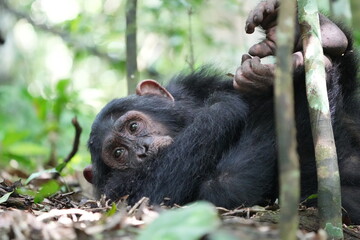 young chimpanzee looking toward the side, kind of bored, kibale national forest, human like stare, chimp