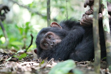 young chimpanzee looking toward the side, kind of bored, kibale national forest, human like stare, chimp