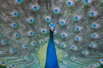 Obraz premium Indian peafowl, common peafowl, blue peafowl - Pavo cristatus with open train, close up photo. Photo from Wilpattu National Park in Sri Lanka. 