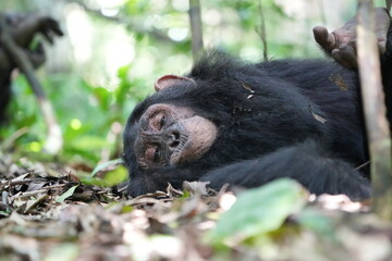 Fototapeta premium young chimpanzee sleeping in the kibale national forest in uganda, sleepy kid