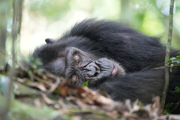 Obraz premium sleeping male chimpanzee in the kibale national forest, portrait headshot close up, tourism safari, chimpanzees in uganda