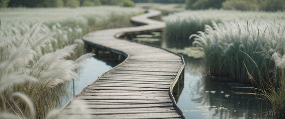 Winding boardwalk journey serene marshland travel destination natural setting tranquil view rustic experience.