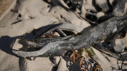 kelp seaweed washed ashore in the Atlantic Ocean, symbolizing an environmental catastrophe and the consequences of ecological disaster