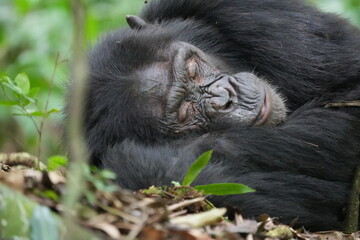 Obraz premium Close-Up of Sleeping Chimpanzee in Kibale National Park, Uganda
