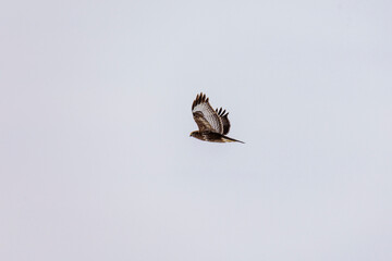 Common buzzard in a snowy field in winter