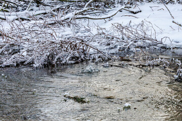 In a puddle of water frozen at the edges in winter, water bubbles out in a small fountain