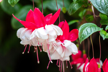 Selective focus of Fuchsia magellanica, beautiful flower in the garden. Hummingbird fuchsia or...