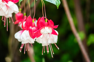 Selective focus of Fuchsia magellanica, beautiful flower in the garden. Hummingbird fuchsia or...