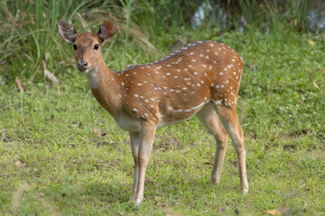 chital or cheetal - Axis axis, spotted deer, chital deer, axis deer female at green background. Photo from Wilpattu National Park in Sri Lanka.