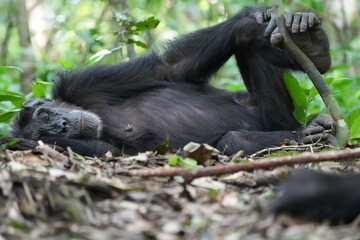 sleeping female chimpanzee lying on the forest floor in kibale national park uganda, wallpaper background