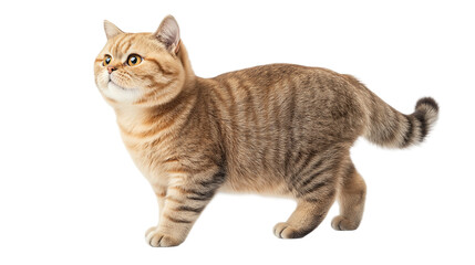 Fototapeta premium cat isolated on white background , transparent png 