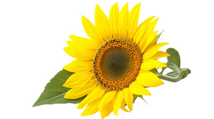 Obraz premium sunflower isolated on white background , transparent png