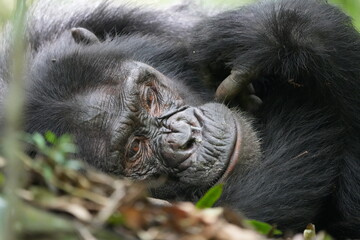 Obraz premium male chimpanzee sleeping on the forest floor of the kibale national forest uganda, 