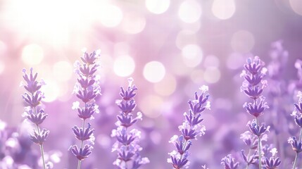 Obraz premium Lavender Dreamscape: A close-up view captures the delicate beauty of lavender flowers, their vibrant purple hues and the soft light create a dreamy, inviting atmosphere. 