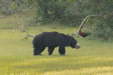 Sloth bear, Indian bear - Melursus ursinus  wallking on green grass with bushes in background....