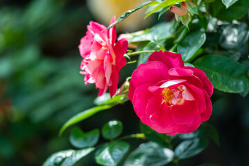 Beautiful flower of Camellia Japonica in the tropical garden.