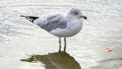 The seagull stays away from the flock to rest at the waterside.