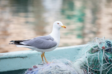 seagull on a boot with fishing nets